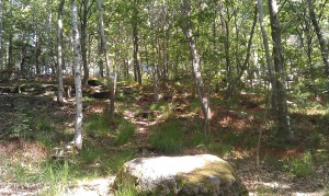 Kålltorp, hotad skog