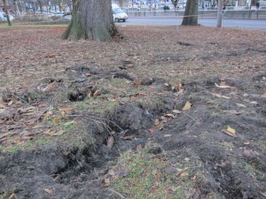 Hagaparken sönderkörd med blottade trädrötter efter kapning av den 200-åriga Kärleksalmen. Foto: Chris CederCC: Creative Commons CC BY 4.0