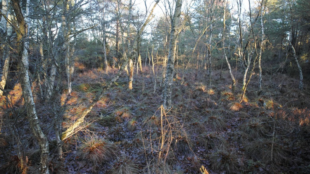 Hotad våtmark på resten av Uggleberget. Foto: Chris Ceder.